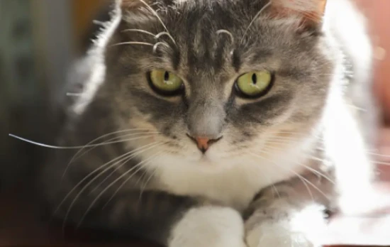 The pros and cons of 20 cat breeds revealed: Which cat breed is right for you?
