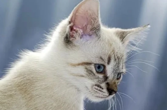 What causes tear stains in cats? A deep dive into the causes and solutions.
