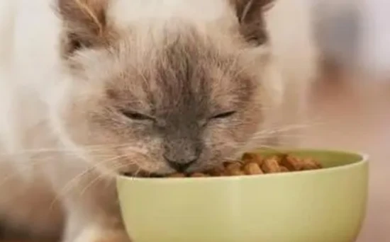 How to supplement nutrition for a mother cat after giving birth to kittens