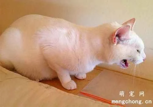 What are the dangers of letting cats roam freely?