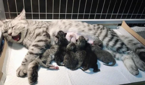 How many litters does a cat have in a year?