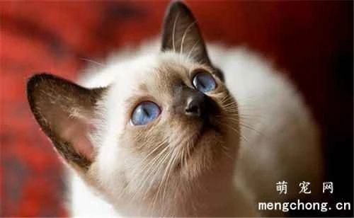 What are the benefits of feeding cats cat food?