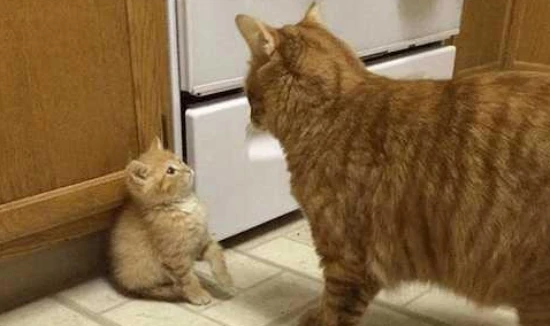 What are the signs that a mother cat doesn't want to care for her kittens?