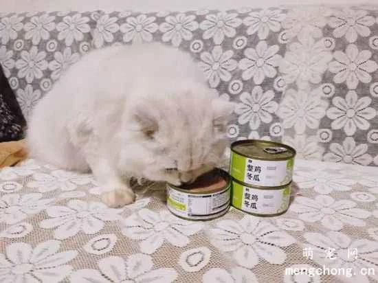 Why should kittens eat less canned cat food?