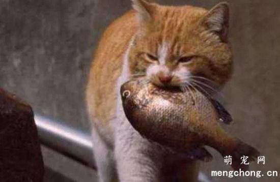 Why do cats love to eat fish? Eating fish is good for a cat's eyes.