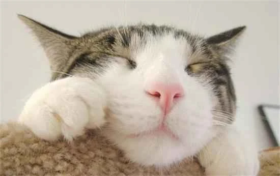 Why don't cats smell?