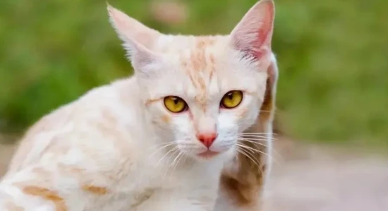 What are some reasons why cats become thin?