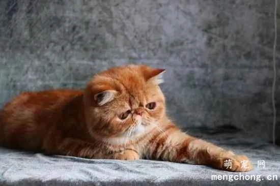 Are Exotic Shorthair cats easy to care for?
