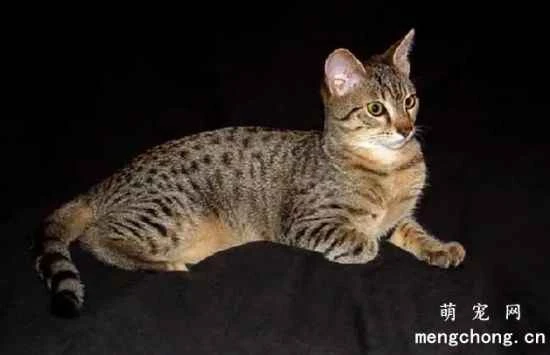 Are Egyptian Mau cats easy to care for? Egyptian Mau cats are not suitable for apartments or households that frequently have guests.