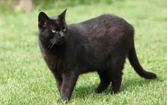 Is it good or bad to keep a black cat?