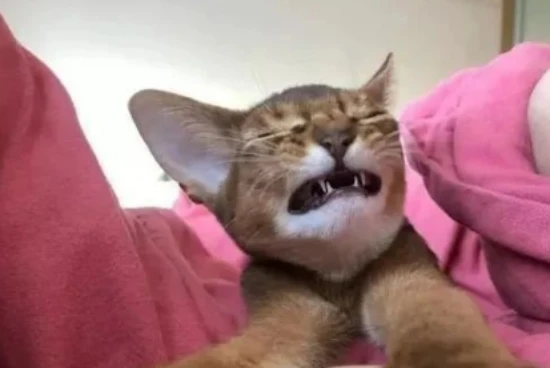 为什么猫咪喜欢睡在你脚边？这些原因，很多铲屎官都不知道