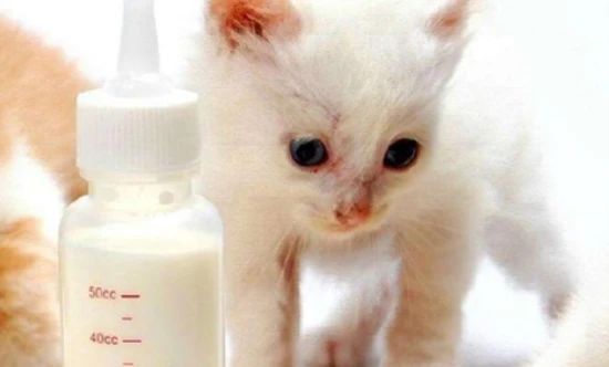 Can cats drink human milk?