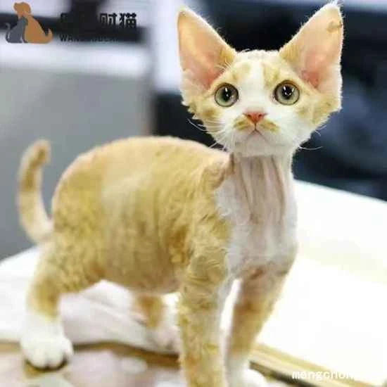 What are the benefits of feeding cats cat food?