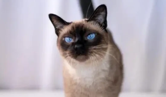 Luo Mao, the internet celebrity little coal ball cat