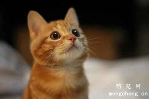 Basic knowledge about feline heart health that every cat owner must know.