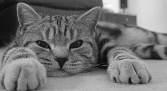 What are the symptoms of feline depression?