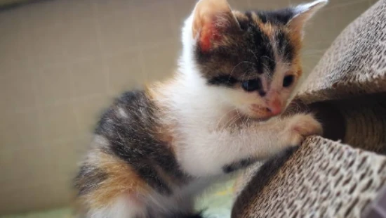 Can kittens take a bath?