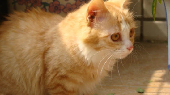 What kind of cat is a white cat with tiger stripes?