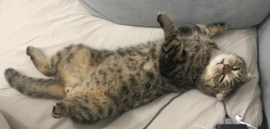 How can I help my cat gain weight if it's too thin?