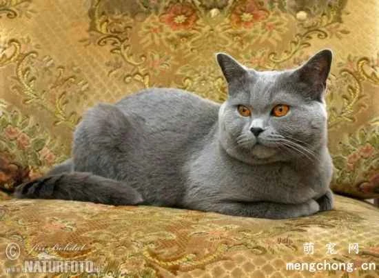 Are British Shorthair cats easy to care for? British Shorthair cat care tips