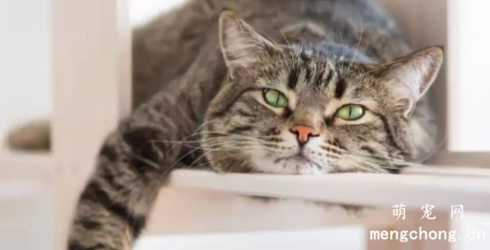 Is your cat suddenly acting cute? It might be in pain! You need to know these SOS signals.