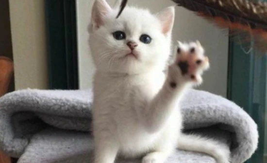 Can kittens eat ham sausage?