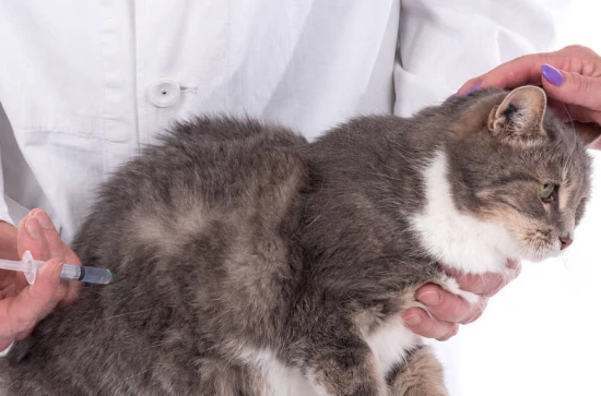 How to determine if a cat is infected with toxoplasmosis