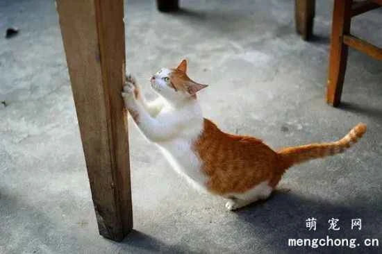 Why do pet cats like to scratch?