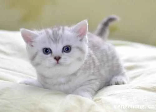 Several key points to consider when choosing a cat bed