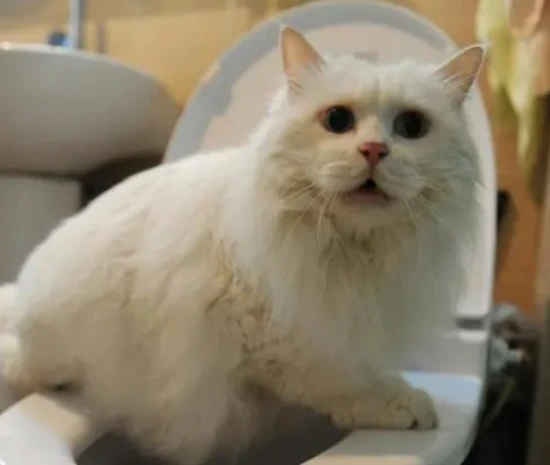 Why does the cat come over and meow as soon as I go to the toilet?