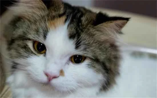 Why does my newly adopted kitten keep meowing at night?