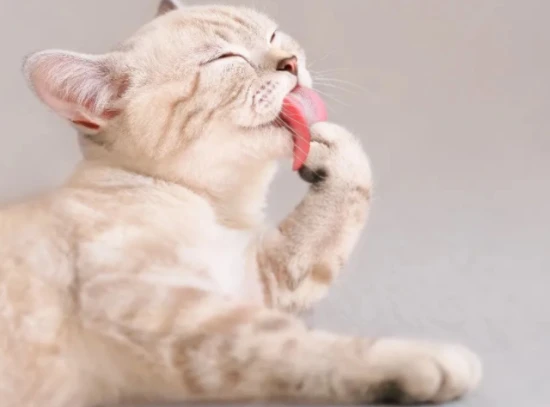 What are the signs that a cat is angry?