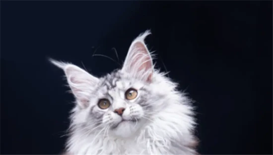 What breed of cat is the most aloof and domineering?