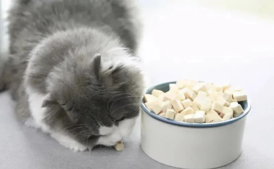 What do cats like to eat most?