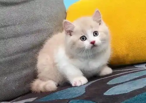 Total daily feeding amount, number of feedings per day, and amount of food per feeding for kittens of different ages each week.