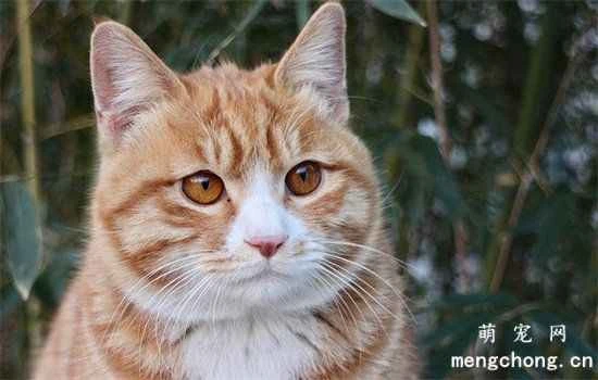 What nutrients do cats need?