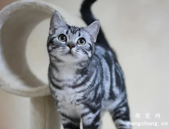 The 6 least smelly cat breeds: They can go months without a bath and still smell wonderful!