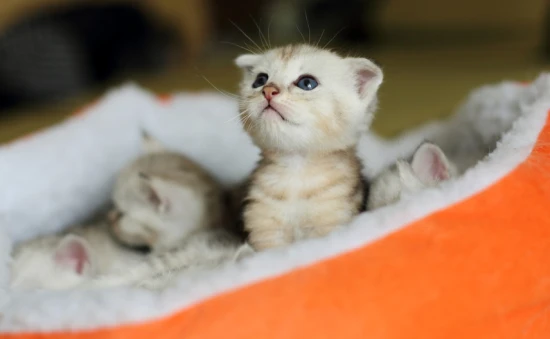 How many days should a kitten be weaned?