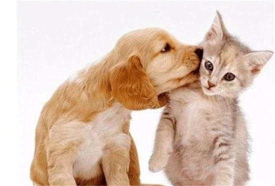 What does it mean that men don't keep cats and women don't keep dogs?