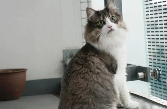 猫咪一辈子“不出门”，对它来说，代表了什么？