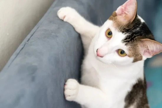 被猫抓伤，要打狂犬病疫苗吗？