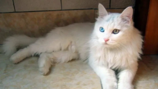 Why do people prefer cats to dogs?