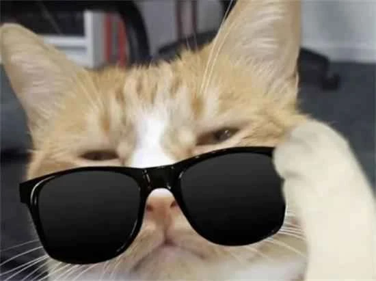 Can the shape of a cat's paw pads reveal its personality? Don't take it seriously...