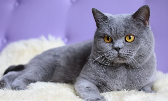 Which cat is the easiest to raise?