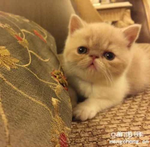 When choosing cat food, pay attention to the different nutritional needs at different stages.