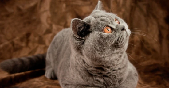 What does it mean to a cat when its owner lets it "go to bed" to sleep?