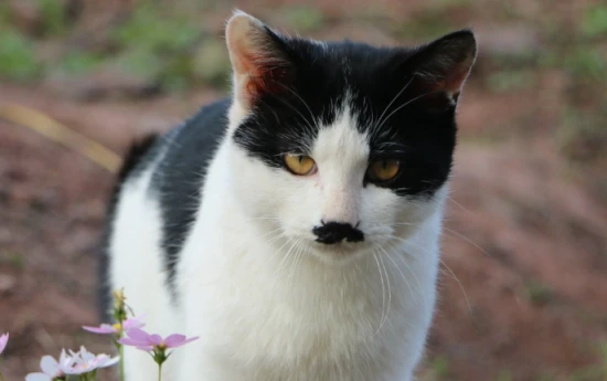 What does my "jiba cat" mean?