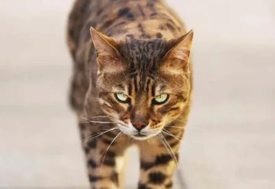 Cats with tiger stripes