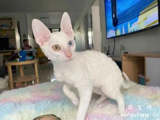 Cornish Rex breed history and origin
