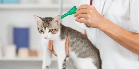 How often should kittens be dewormed?